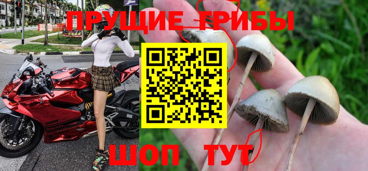 Йошкар-Ола  Галлюциногенные грибы Psilocybe  закладка  Вход с VPN 